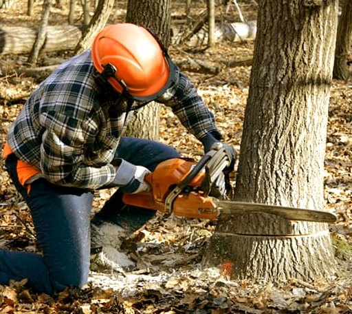 Tree Removal in Wenham, MA